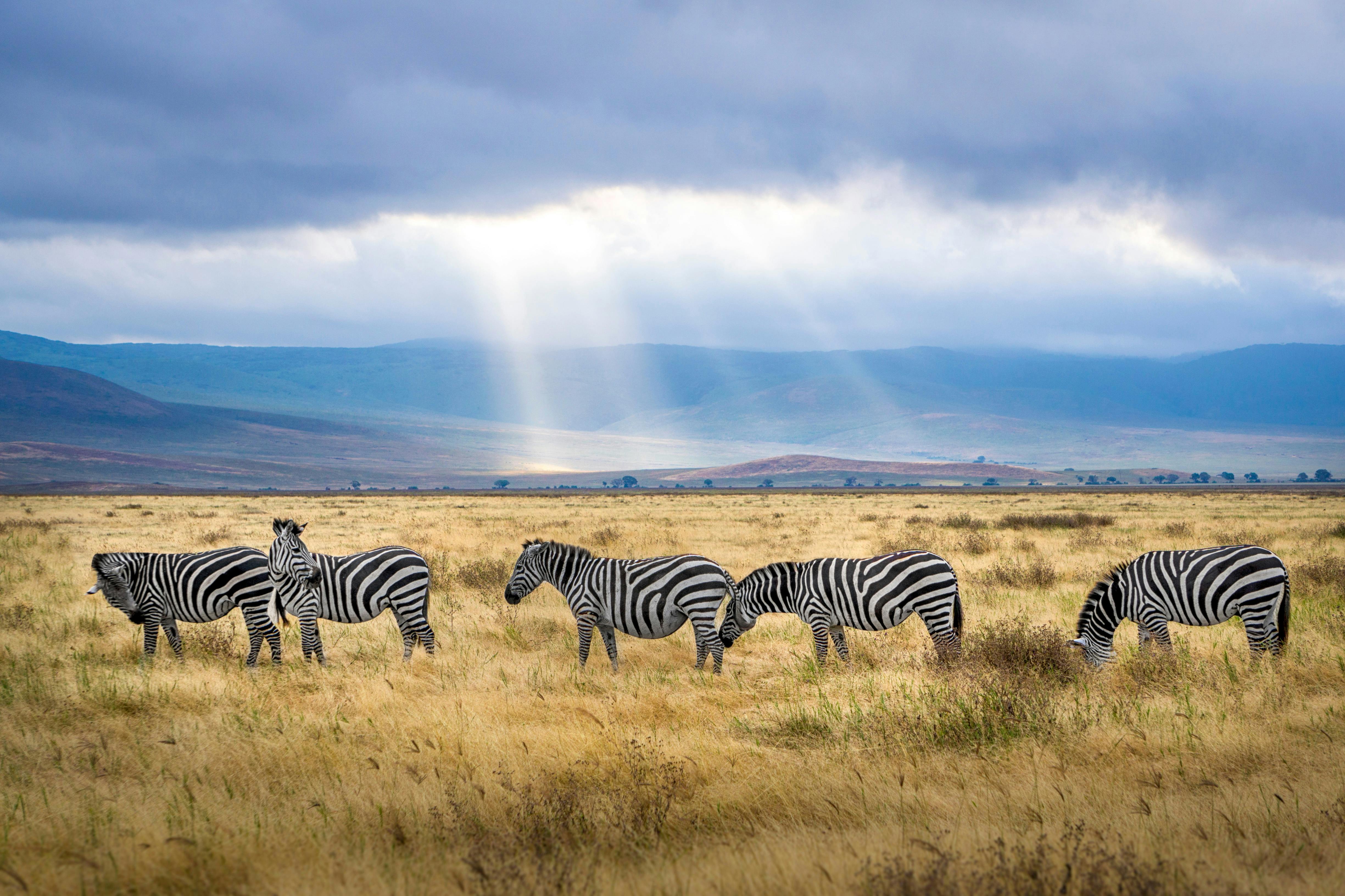 Big Five safari in Akagera