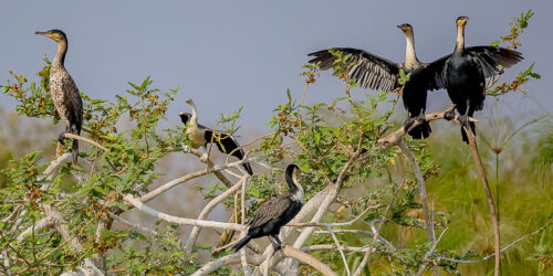 Gishwati–Mukura National Park