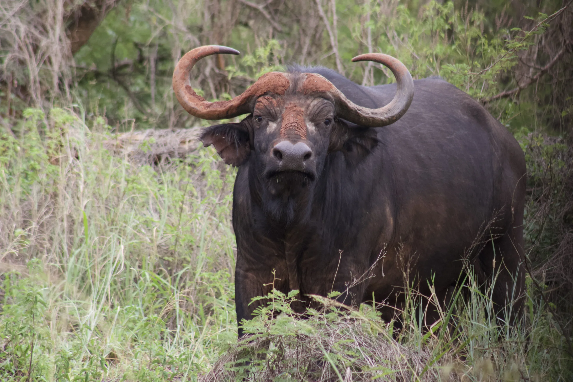 Conservation focused wildlife safari in Africa