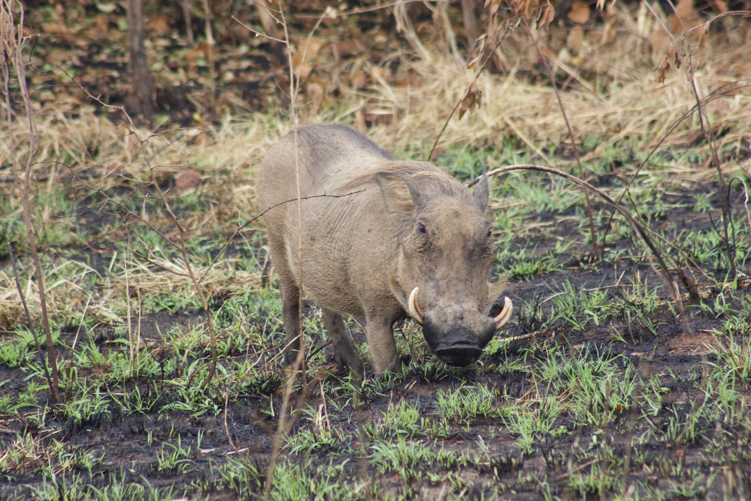 Queen Elizabeth National Park