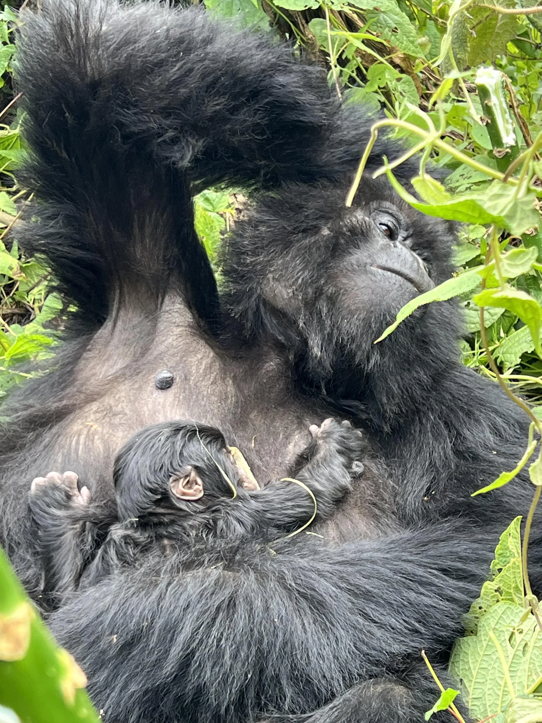 Bwindi Impenetrable National Park