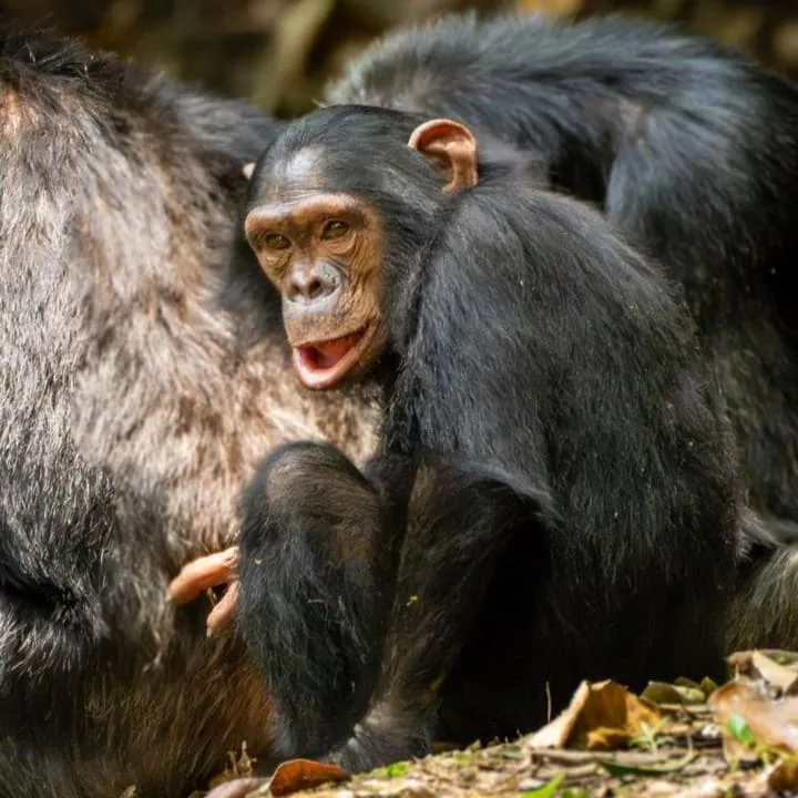 Kibale National Park