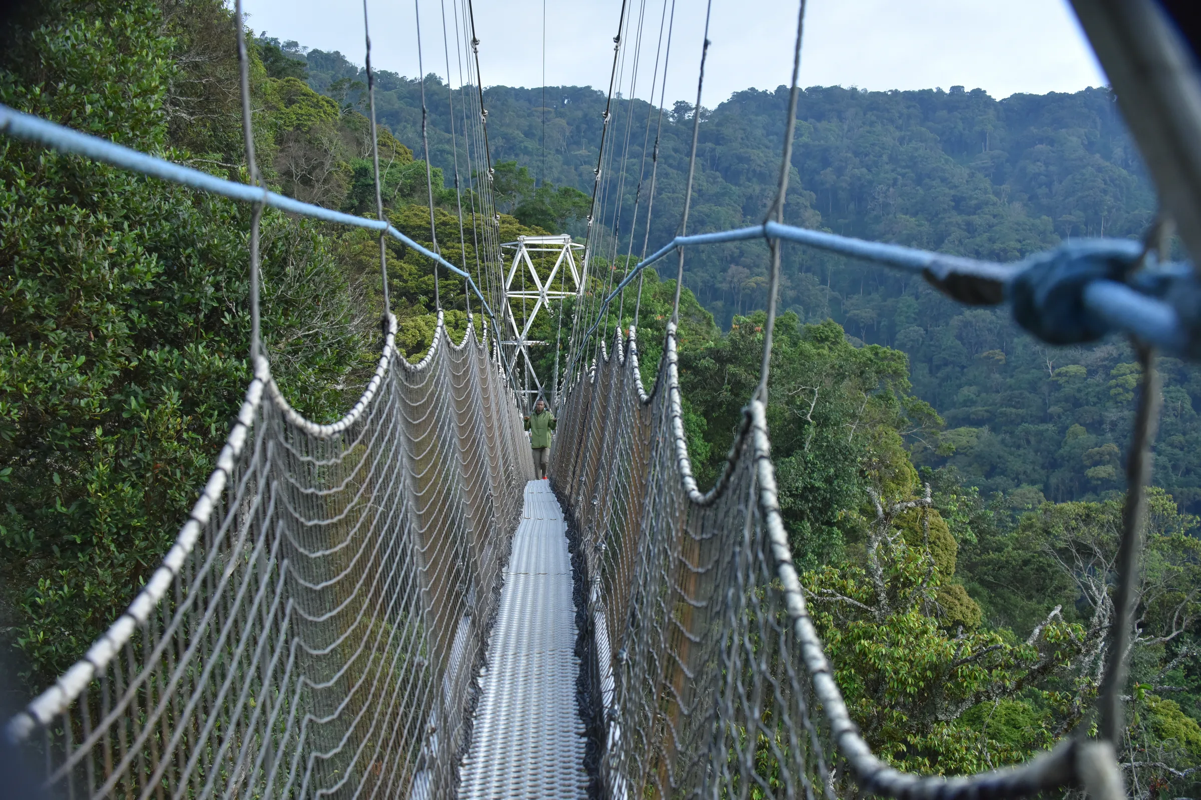 Nyungwe National Park rainforest