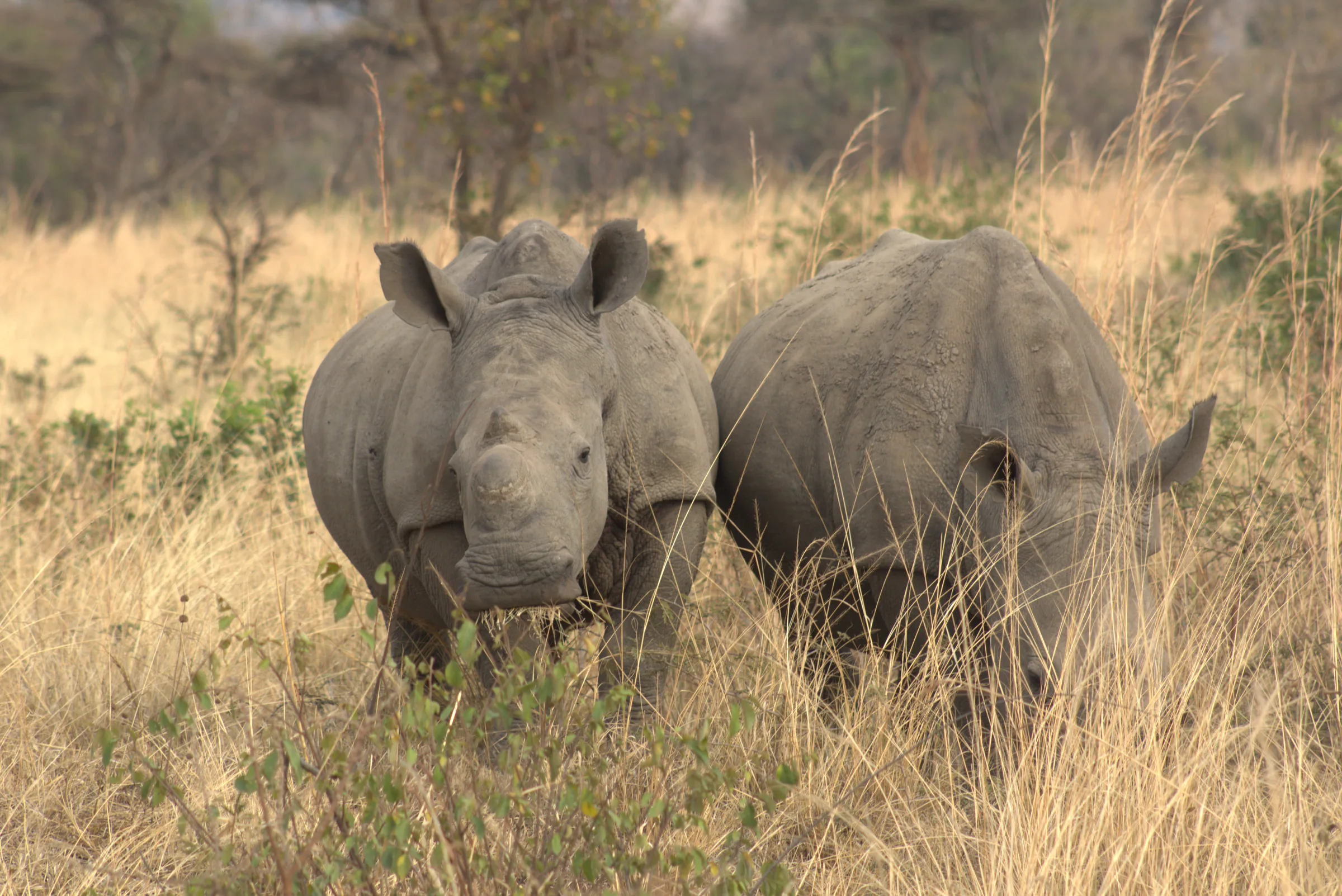 Lake Mburo National Park