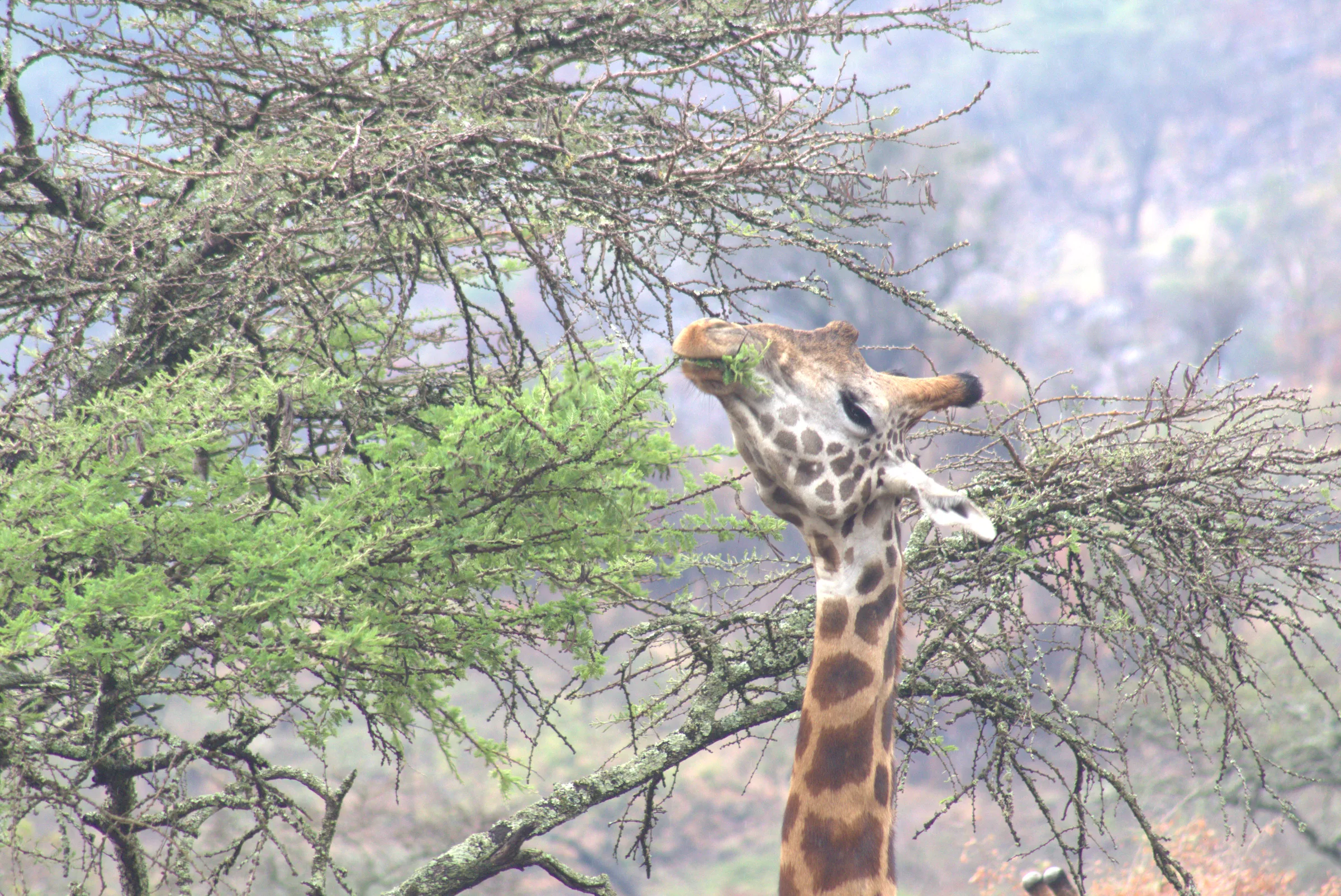 Akagera National Park