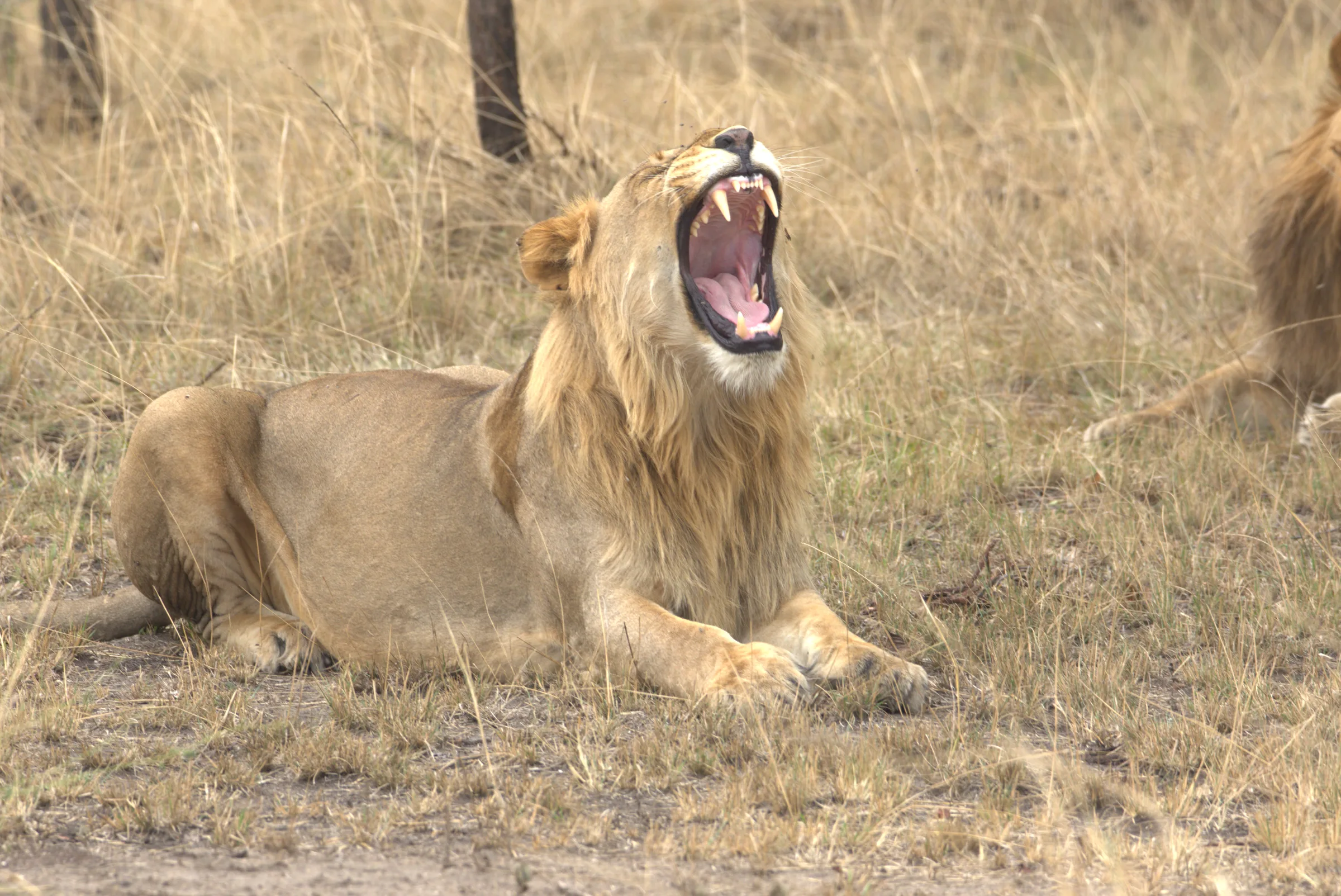Akagera National Park